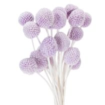 Kategorie Trockenblumen