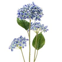 Kategorie Gartenblume & Wiesenblume