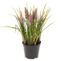 Kategorie Gartenblume & Wiesenblume