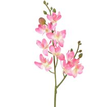 Kategorie Orchideen