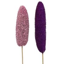 Kategorie Luffa & Moose
