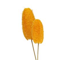 Kategorie Luffa & Moose
