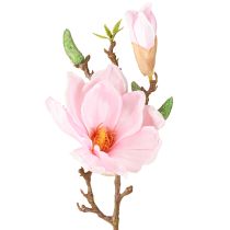 Kategorie Exotische Blumen