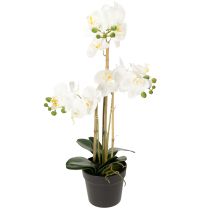 Kategorie Orchideen