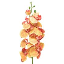 Kategorie Orchideen