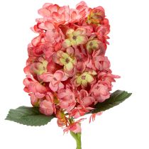 Kategorie Gartenblume & Wiesenblume