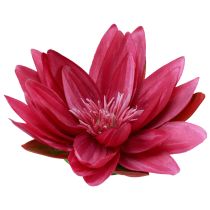 Kategorie Exotische Blumen