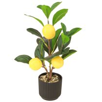 Kategorie Deko Obst