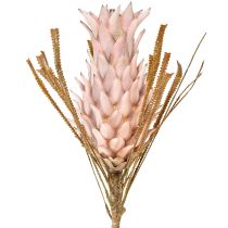 Kategorie Exotische Blumen