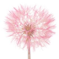 Kategorie Trockenblumen