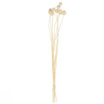 Artikel Trockenblumen Craspedia getrocknet, Trommelstöckchen gebleicht 60cm 10 St