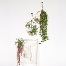 Artikel Sedum 'Rubin' Hängepflanze – Dekorative, pflegeleichte Sukkulente 43cm 3St.