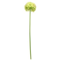 Artikel Allium grüne Blüte Künstlicher Zierlauch Ø18cm 90cm