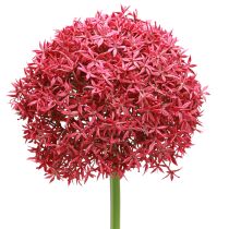 Artikel Allium in Bordeaux Künstlich Zierlauch Ø18cm L90cm
