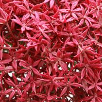 Artikel Allium in Bordeaux Künstlich Zierlauch Ø18cm L90cm