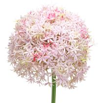 Artikel Allium mit rosa Blüte Zierlauch Künstlich Ø18cm L90cm