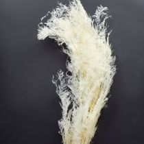 Artikel Asparagus Trockengräser Zierspargel Creme 90cm 5 St