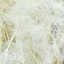 Artikel Asparagus Trockengräser Zierspargel Creme 90cm 5 St