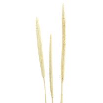 Artikel Babala Perlhirse gebleicht Trockendeko 25 St