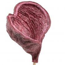 Artikel Badam am Stiel Rot, weißgewaschen 25 St