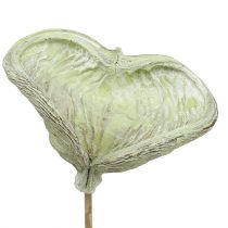 Artikel Badam am Stiel Naturdeko Grün Weiß gewaschen 25 St