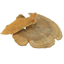 Artikel Baumschwamm Natur Deko Pilze getrocknet 6cm 1kg