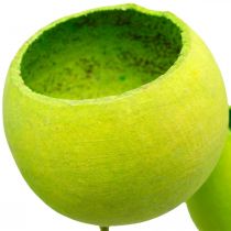 Artikel Bell Cup am Stiel Grün Getrocknete Exoten 15 St