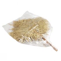 Artikel Trockenblumen Deko Farn getrocknet Farnblätter 70cm 10 St