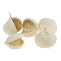 Artikel Buddha Nut gebleicht 10 St