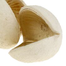 Artikel Buddha Nut gebleicht 10 St