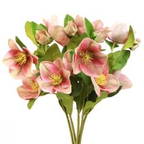 Artikel Eleganter Strauß Rosa Christrosen – 35 cm 6 St.