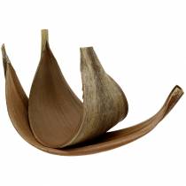 Artikel Kokospalmenblatt Galara gebogen