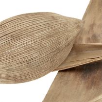 Artikel Cocosschalen gebleicht Kokosblätter 25 St