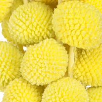 Artikel Craspedia gefärbt Trockenblumen Gelbgrün 50-55cm 20St