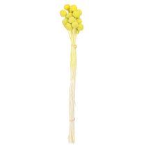 Artikel Craspedia gefärbt Trockenblumen Gelbgrün 50-55cm 20St