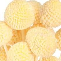 Artikel Craspedia gefärbt Trommelstöckchen Creme 50-55cm 20St