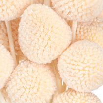 Artikel Craspedia gefärbt Trommelstöckchen Peach 50-55cm 20St