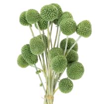 Artikel Trockenblumen Craspedia Kugeln für stilvolle Herbstdekorationen 55cm 20St