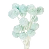 Artikel Trockenblumen Craspedia Strauß dekorativ für Wohnzimmer Tischdeko Hochzeit 55cm 20St