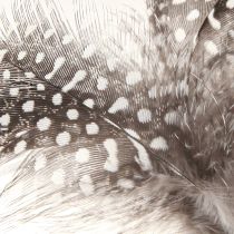 Artikel Deko Federn Perlhuhn gepunktet am Stab Natur L35cm 12 St