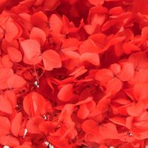 Artikel Deko Hortensie konserviert Getrocknete Blume Rot Ø20cm 1 St