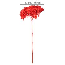 Artikel Deko Hortensie konserviert getrocknete Blume für elegante Raumgestaltung