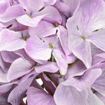 Artikel Deko Hortensien Kunstblumen Lila Blüte Ø18cm 69cm 2St