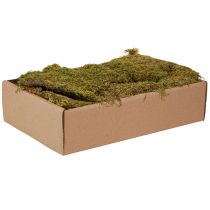 Artikel Deko Moos zum Basteln Hellgrün Naturmoos konserviert 150g