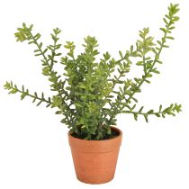 Artikel Deko Thymian im Topf Künstliche Kräuter Küchendeko 25cm