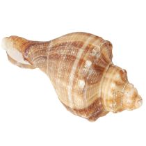 Artikel Muschel Schalen Deko Creme Braun Gestreift 3cm–8cm 300g