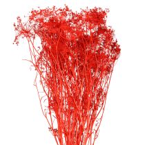 Artikel Doldenblütler Trockenblumen Umbellifera Rot 70cm 150g