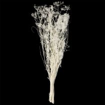 Artikel Doldenblütler Trockenblumen Umbellifera Weiß 70-80cm 150g