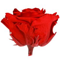 Artikel Echte Rosenköpfe Infinity Rosen Rot Premium Ø8,5cm 4 St
