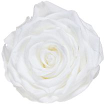 Artikel Echte Rosenköpfe Infinity Rosen Weiß Premium Ø8,5cm 4 St